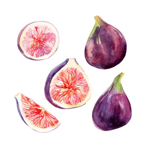 13,900+ Fig Stock Illustrations, Royalty.